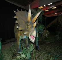 2.3.6 Crétacé Final Maastrichtien Triceratops Horridus  Montpellier