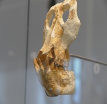 3.4.2 Miocène Moyen Anoiapithecus Brevirostris Paris MH