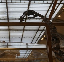 4.1.3 Quaternaire Pleistocène Supérieur Dinornis Robustus Moa géant Paris MHN