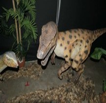 2.3.1 Crétacé Inférieur Hypsilophodon Foxii Montpellier