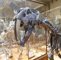 4.1.3 Quaternaire Pleistocène supérieur Smilodon Populator  Paris MHN