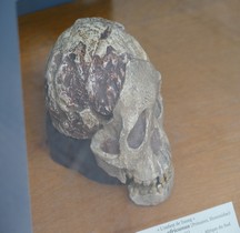 0 Hominidés 0.3 Pliocène Supérieur Australopithecus africanus Australopithecus Africanus  Enfant deTaung Paris MHN