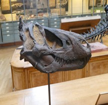 2.3.1 Crétacé Inférieur Iguanodon Bemissartensis Paris MHN