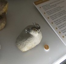 1.4.1 Dévonien Inférieur-Moyen Emsien Walliserops Trifurcatus Bologne Museo Capellini