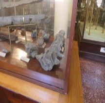 4.1.3 Pliocène Final Plaisancien Cetotheriophnes Capellini Bologne Museo Capellini