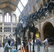 2.2.1 Jurassique Ancien Diplodocus Londres