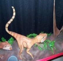 2.2.3.Jurassique Supérieur Tithonien Compsognathus Montpellier