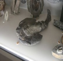 1.4.1 Dévonien Ancien Drepanaspis Bologna Museo Capellini