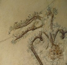 2.2.3.Jurassique Supérieur Rhamphorhynchus Muensteri Paris