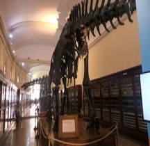 2.2.3.Jurassique Supérieur Kimméridgien  Diplodocus Carnegie Bologne Museo Capellini