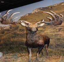 1.4.5 Paléolithique supérieur Faune Magdalénien Megaloceros giganteus Grotte Chauvet