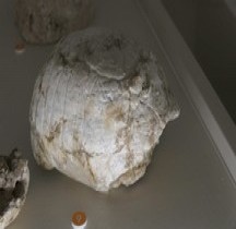 2.3.1 Crétacé  Inférieur Paleogene Chelaniidae Bologne Museo, Capellini