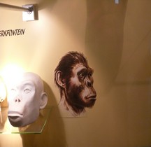 0 Hominidés 0.3 Pliocène Supérieur Australopithecus africanus Sterkfountain Bruxelles