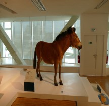 1.4.1 Paléolithique supérieur Aurignacien supérieur Cheval Equus Caballus, Grotte Cosquer Marseille