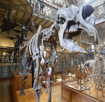 4.1.3 Quaternaire Pleistocène Supérieur Diprotodon Optatum paris MHN