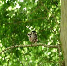 Yvelines Versailles Chateau Jardins Parc