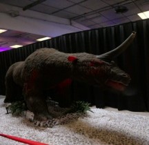 4.1.3 Pliocène Final Elasmotherium Montpellier
