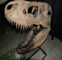 2.3.1 Crétacé Superieur Cénomanien Carcharodontosaurus Montpellier