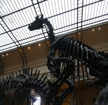 2.3.1 Crétacé Inférieur Iguanodon Bemissartensis Paris MHN