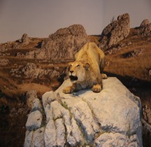 1.4.1 Paléolithique supérieur Aurignacien Lion des cavernes européen Panthera leo spelaea  Grotte Chauvet