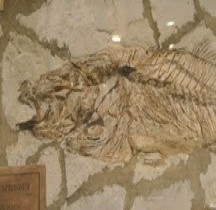 3.2.2 Eocène Moyen Cybium Speciorum Bologne Museo Capellini