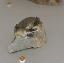 2.3.4 Crétacé Superieur Hurpactocinus Punctulatus Bologne Museo Capellini