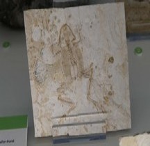 2.3.1 Crétacé Inférieur Liaobatrachus Bologne Museo Capellini