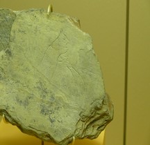 1.4.1 Paléolithique supérieur Aurignacien Gravure  Grotte Chien Piechelet SGL MAN