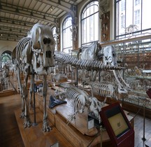 1.4.5 Paléolithique supérieur Faune Elephant d'Afrique Paris MHN