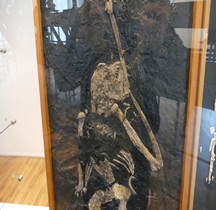 3.4 Miocène Pierolapithecus Catalaunicus Paris MH