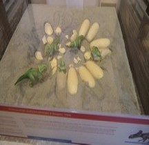 2.3.4 Crétacé Superieur Proroceratops Andriew Nid et Oeufs Bologne Museo Capellini