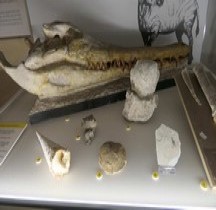 3.4.2 Miocène Tortonien Tomistoma Calaritanus Bologne Museo Capellini