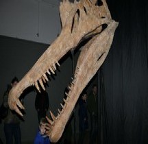 2.3.1 Crétacé Superieur Masstrichien Tarbosaurus Bataar Montpellier  2024