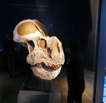 2.3.5 Crétacé Superieur Campanien Protoceratops Paris MHN