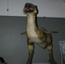 3.4 Miocène Phorusrhacos Montpellier