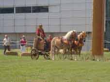 Celte Char Guerre Gaulois Attelage