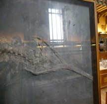 2.2.1 Jurassique Ancien Mystriosaurus Laurillardi Paris MHN