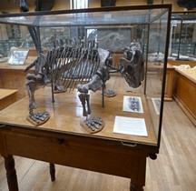 2.1.1 Trias Inférieur Lystrasaurus Murrayi Paris