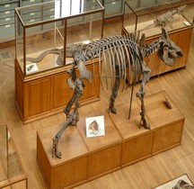 1.4.1 Paléolithique supérieur Aurignacien Rhinocéros Laineux Coelodonta Antiquitatis  Paris MHN