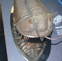 1.1 Cambrien Trilobite Londres