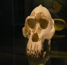 3.4 Miocène Dryoptithecus Londres