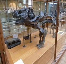 1.6.2 Permien Moyen Pareiasauridae Bradysaurus Baini Paris