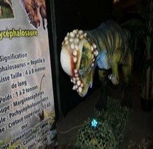 2.3.5 Crétacé Final Crétacé Final  Pachycephalosaurus Montpellier