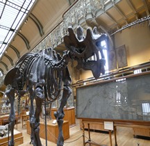 3.2 Eocène Uintatherium Paris MHN