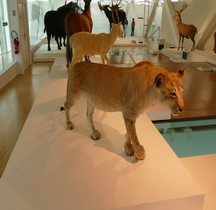 1.4.1 Paléolithique supérieur Aurignacien Lion des cavernes européen Panthera leo spelaea Grotte Cosquer Marseille