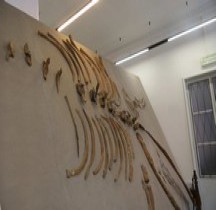 4.1.3 Pliocène Final Balaenothera Acutorostrata Bologne