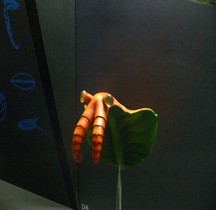 1.1 Cambrien Anomalocaris  Londres