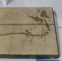 2.2.3.Jurassique Supérieur Tithonien Rhamphorhynchus Muensteri Bologne Museo Capellini