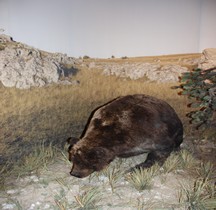 1.4.1 Paléolithique supérieur Aurignacien Ours des Cavernes Ursus spelaeus  Grotte Chauvet