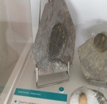 1.2 Ordovicien Trilobite Ogyginus Corndensi Bologne Museo Capellini